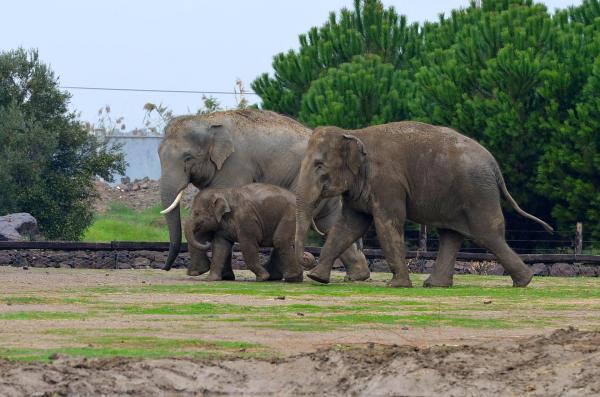 IZMIR WILD PARK TRIP