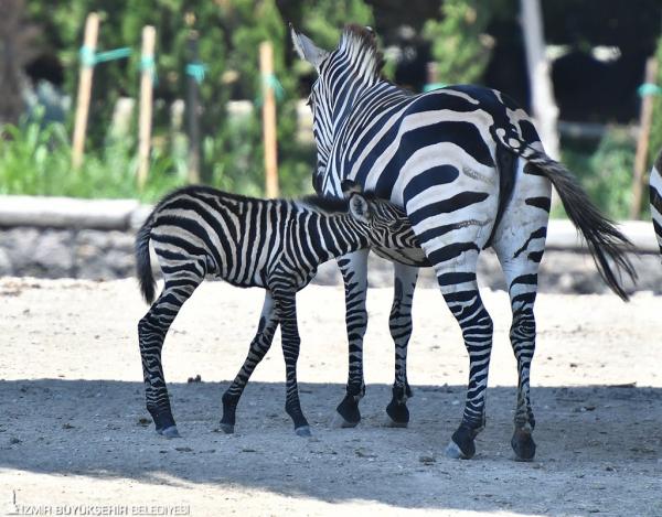 IZMIR WILD PARK TRIP