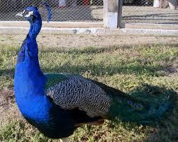 IZMIR WILD PARK TRIP