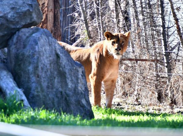 IZMIR WILD PARK TRIP