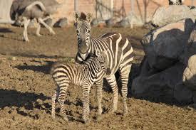 IZMIR WILD PARK TRIP