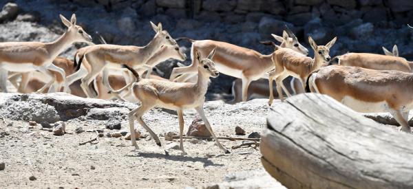 IZMIR WILD PARK TRIP