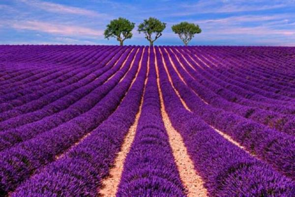 Lake Salda-Lavender Fiels- Pamukkale Red spring Water  Overnight Tour