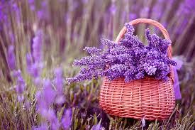 Lake Salda-Lavender Fiels- Pamukkale Red spring Water  Overnight Tour