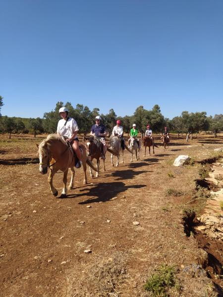 Horse Safari