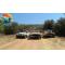 JEEP SAFARI