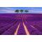 Lake Salda-Lavender Fiels- Pamukkale Red spring Water  Overnight Tour