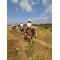 Horse Safari