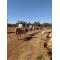 Horse Safari