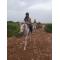 Horse Safari